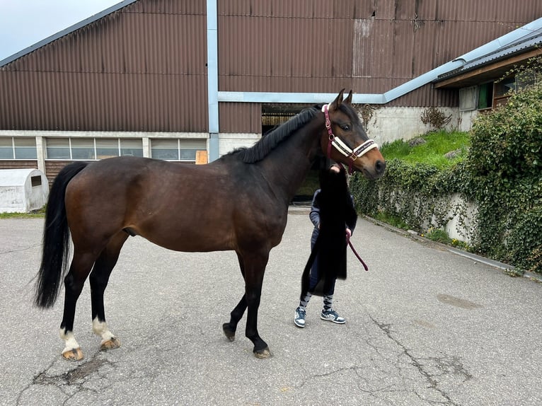 Caballo de deporte alemán Caballo castrado 10 años 167 cm Castaño oscuro in Herrliberg