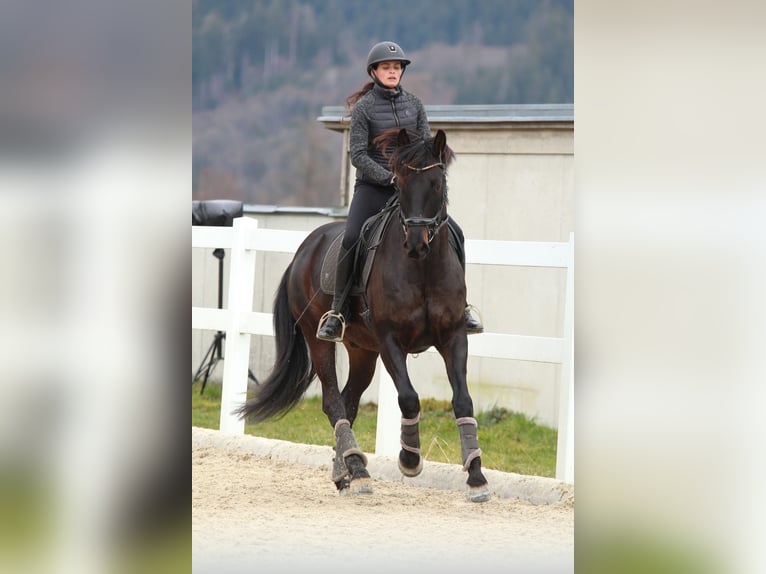 Caballo de deporte alemán Caballo castrado 10 años 167 cm Morcillo in Kiefersfelden