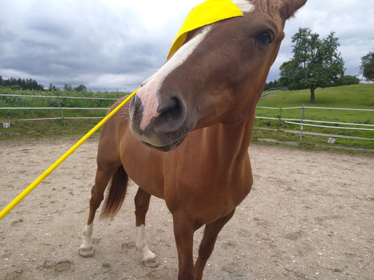 Caballo de deporte alemán Caballo castrado 10 años 168 cm Alazán in Ungenach