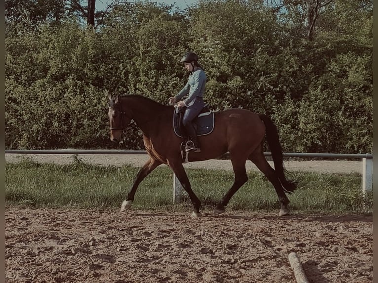 Caballo de deporte alemán Caballo castrado 10 años 168 cm Castaño in Stegaurach