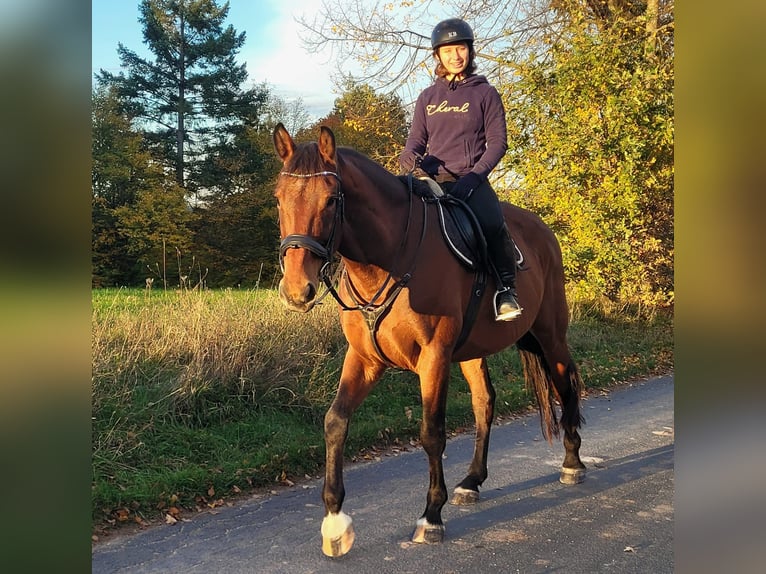 Caballo de deporte alemán Caballo castrado 10 años 168 cm Castaño in Stegaurach