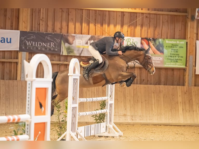 Caballo de deporte alemán Caballo castrado 10 años 168 cm Castaño in Stutensee