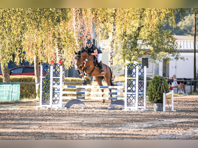 Caballo de deporte alemán Caballo castrado 10 años 168 cm Castaño in Stutensee