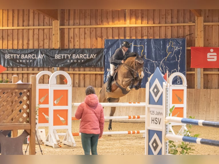 Caballo de deporte alemán Caballo castrado 10 años 168 cm Castaño in Stutensee