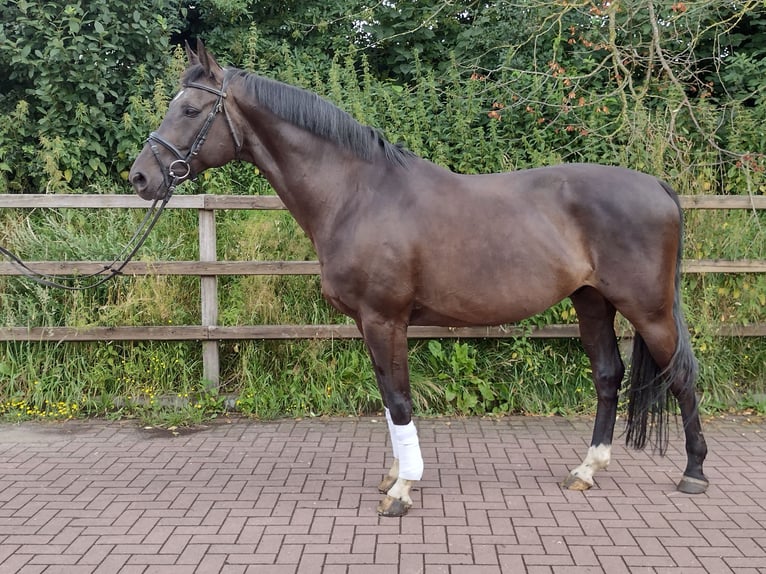 Caballo de deporte alemán Caballo castrado 10 años 168 cm Castaño oscuro in Viöl