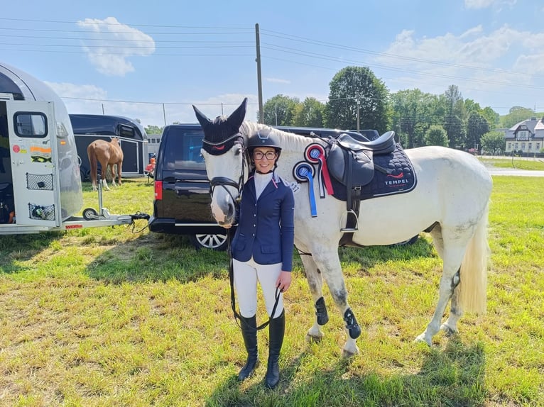 Caballo de deporte alemán Caballo castrado 10 años 168 cm Tordo in Zwönitz