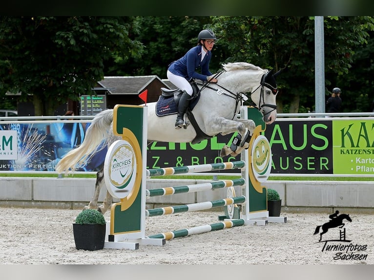 Caballo de deporte alemán Caballo castrado 10 años 168 cm Tordo in Zwönitz
