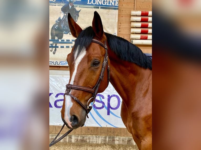 Caballo de deporte alemán Caballo castrado 10 años 169 cm Castaño in Allershausen