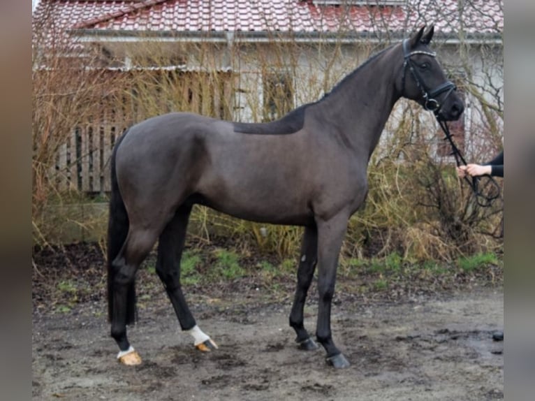 Caballo de deporte alemán Caballo castrado 10 años 169 cm Negro in Hoppegarten