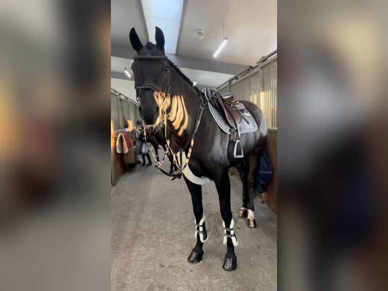 Caballo de deporte alemán Caballo castrado 10 años 169 cm Negro in Hoppegarten