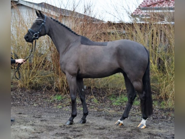 Caballo de deporte alemán Caballo castrado 10 años 169 cm Negro in Hoppegarten