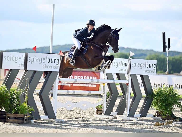 Caballo de deporte alemán Caballo castrado 10 años 169 cm Negro in Hoppegarten