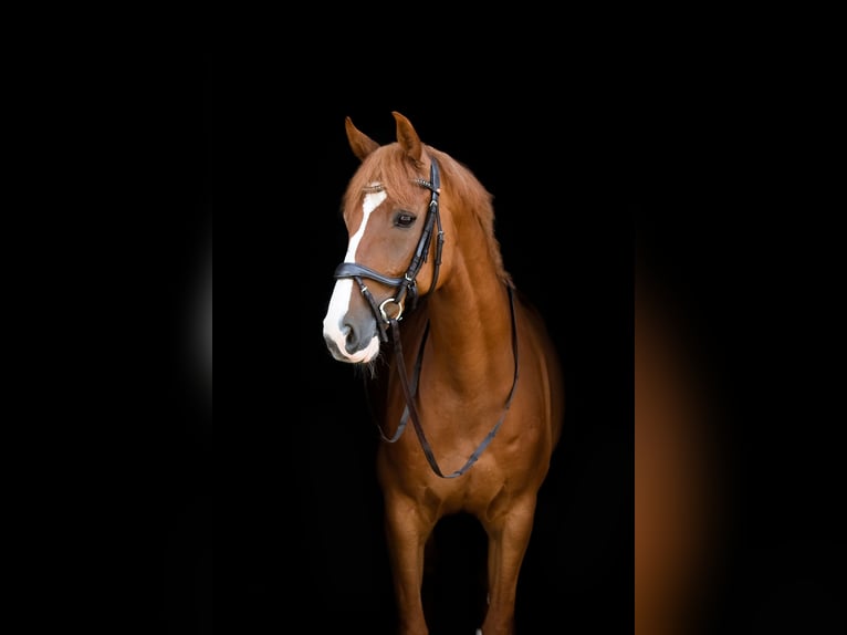 Caballo de deporte alemán Caballo castrado 10 años 170 cm Alazán in Wermelskirchen