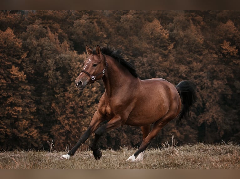 Caballo de deporte alemán Caballo castrado 10 años 170 cm Castaño in Burgthann