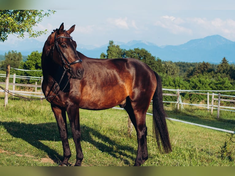 Caballo de deporte alemán Caballo castrado 10 años 170 cm Castaño oscuro in Rimsting