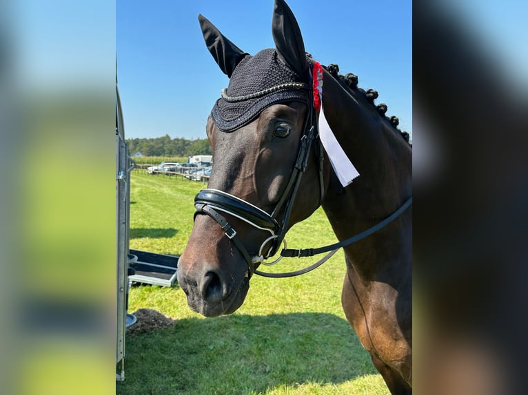 Caballo de deporte alemán Caballo castrado 10 años 170 cm Castaño oscuro in Rimsting