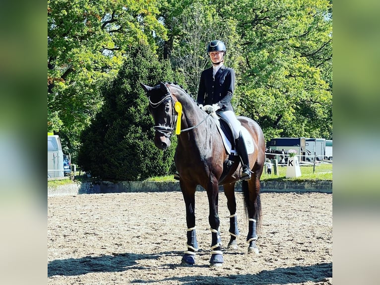 Caballo de deporte alemán Caballo castrado 10 años 170 cm Castaño oscuro in Rimsting