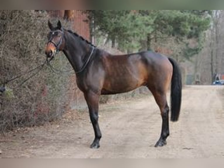 Caballo de deporte alemán Caballo castrado 10 años 172 cm Castaño in Krefeld