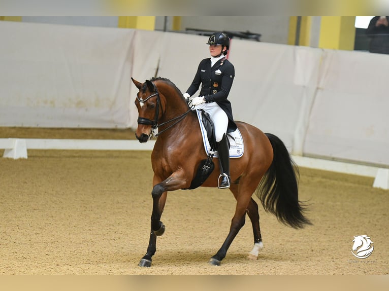 Caballo de deporte alemán Caballo castrado 10 años 172 cm Castaño in Jengen