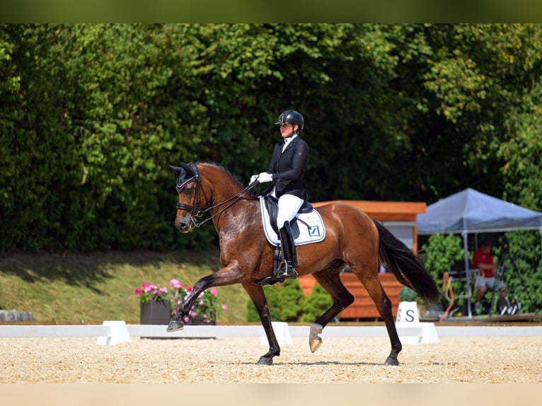 Caballo de deporte alemán Caballo castrado 10 años 172 cm Castaño in Jengen