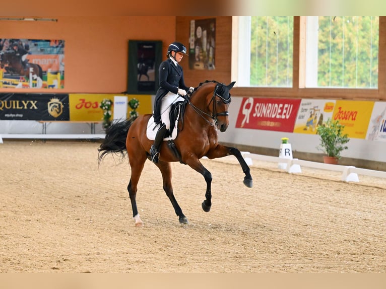 Caballo de deporte alemán Caballo castrado 10 años 172 cm Castaño in Jengen