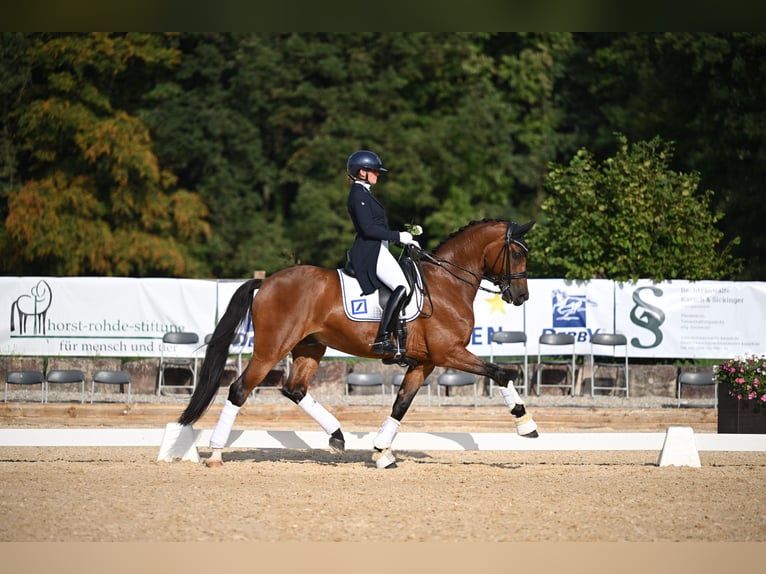 Caballo de deporte alemán Caballo castrado 10 años 172 cm Castaño in Jengen