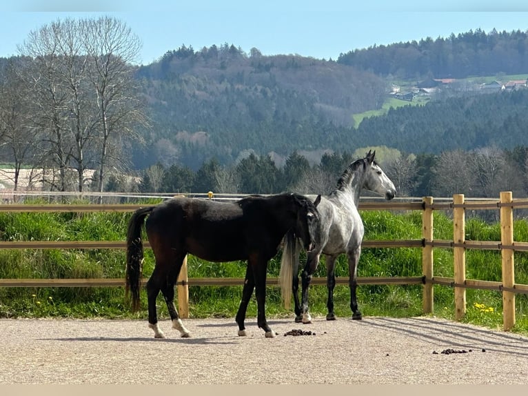 Caballo de deporte alemán Caballo castrado 10 años 172 cm Tordo rodado in Sch&#xF6;nthal