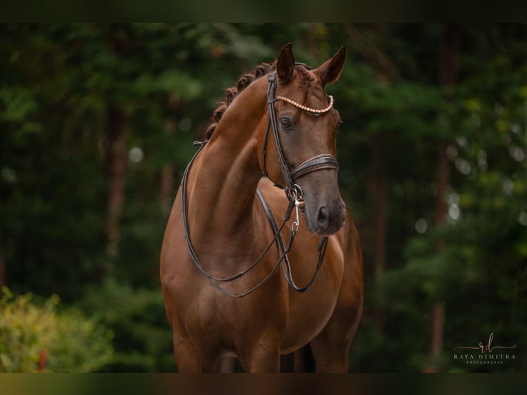 Caballo de deporte alemán Caballo castrado 10 años 173 cm Alazán-tostado in Wehringen