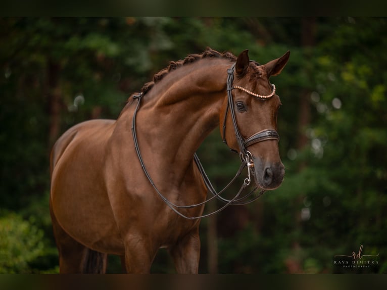 Caballo de deporte alemán Caballo castrado 10 años 173 cm Alazán-tostado in Wehringen