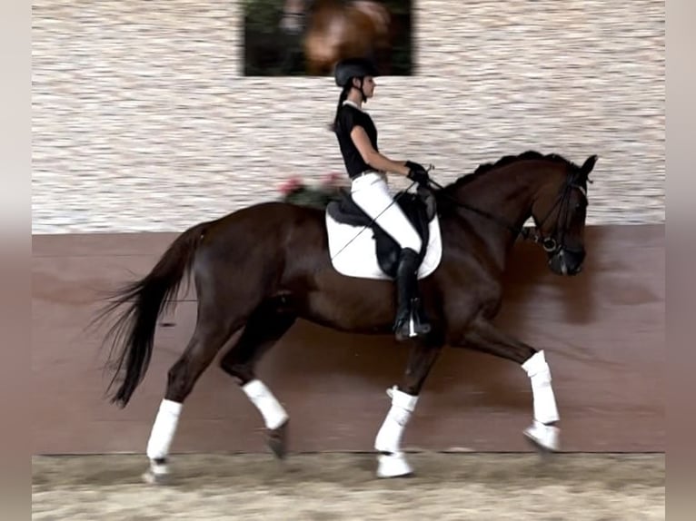 Caballo de deporte alemán Caballo castrado 10 años 173 cm Alazán-tostado in Wehringen