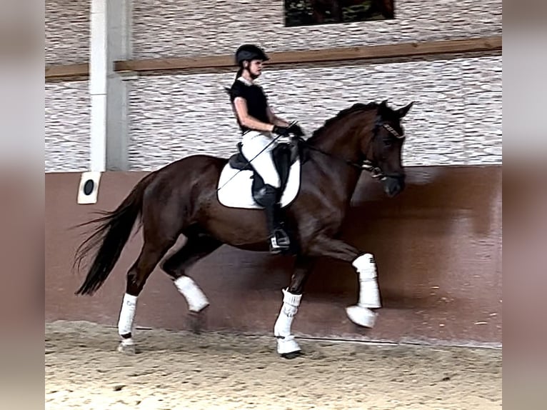 Caballo de deporte alemán Caballo castrado 10 años 173 cm Alazán-tostado in Wehringen