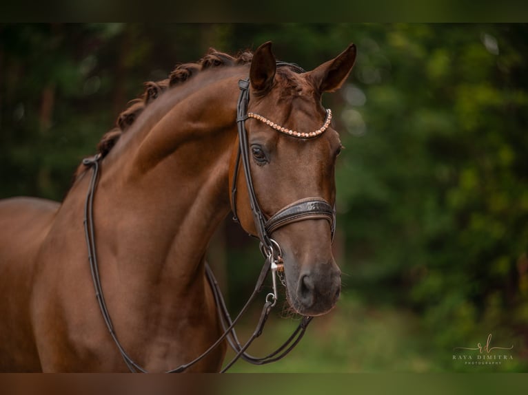 Caballo de deporte alemán Caballo castrado 10 años 173 cm Alazán-tostado in Wehringen