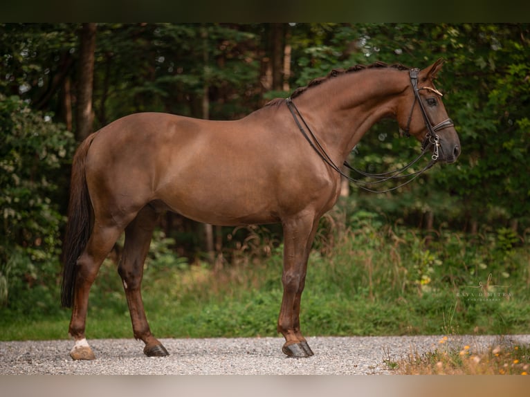 Caballo de deporte alemán Caballo castrado 10 años 173 cm Alazán-tostado in Wehringen