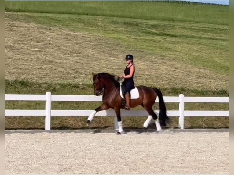 Caballo de deporte alemán Caballo castrado 10 años 173 cm Castaño in Bayreuth