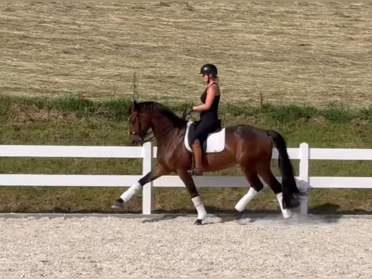 Caballo de deporte alemán Caballo castrado 10 años 173 cm Castaño in Bayreuth