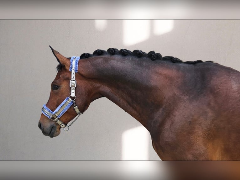 Caballo de deporte alemán Caballo castrado 10 años 173 cm Castaño in Speichersdorf