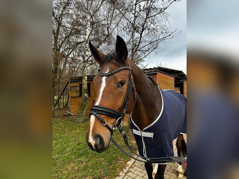 Caballo de deporte alemán Caballo castrado 10 años 173 cm Castaño in Szklary Görne