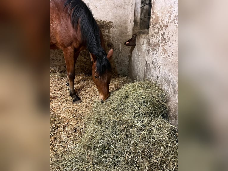 Caballo de deporte alemán Caballo castrado 10 años 173 cm Castaño in Wassenach