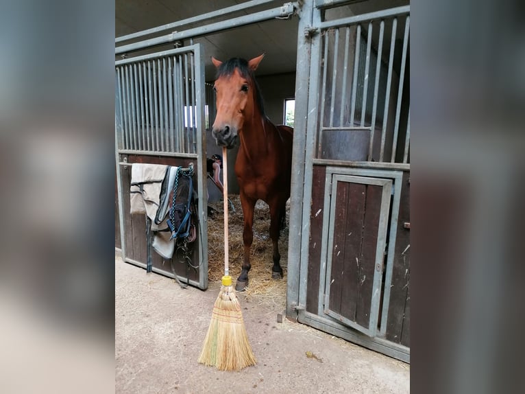 Caballo de deporte alemán Caballo castrado 10 años 173 cm Castaño in Wassenach