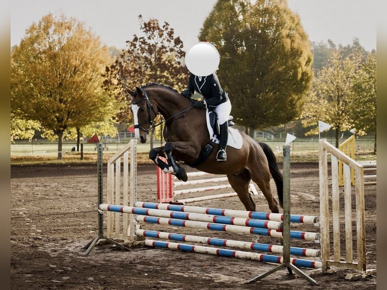 Caballo de deporte alemán Caballo castrado 10 años 173 cm Castaño claro in Neuenhagen