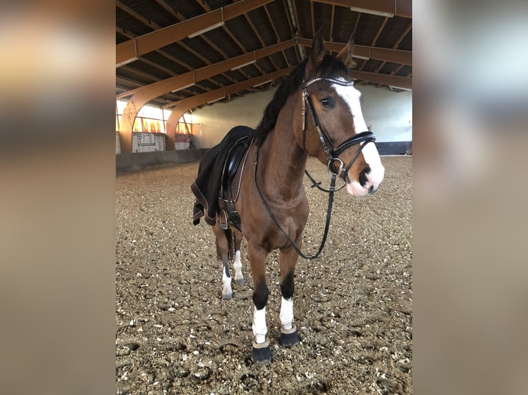 Caballo de deporte alemán Caballo castrado 10 años 173 cm Castaño claro in Neuenhagen