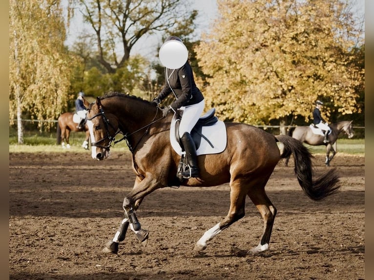 Caballo de deporte alemán Caballo castrado 10 años 173 cm Castaño claro in Neuenhagen