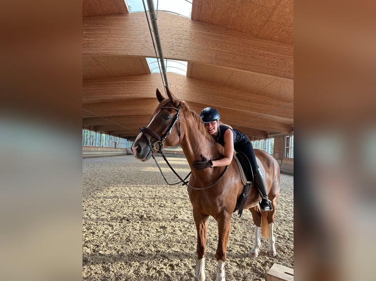 Caballo de deporte alemán Caballo castrado 10 años 174 cm Alazán in Parsdorf