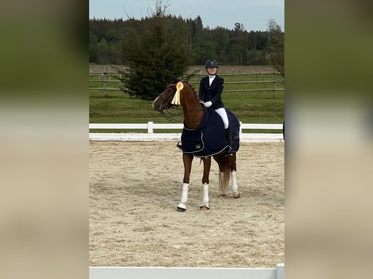 Caballo de deporte alemán Caballo castrado 10 años 174 cm Alazán in Parsdorf