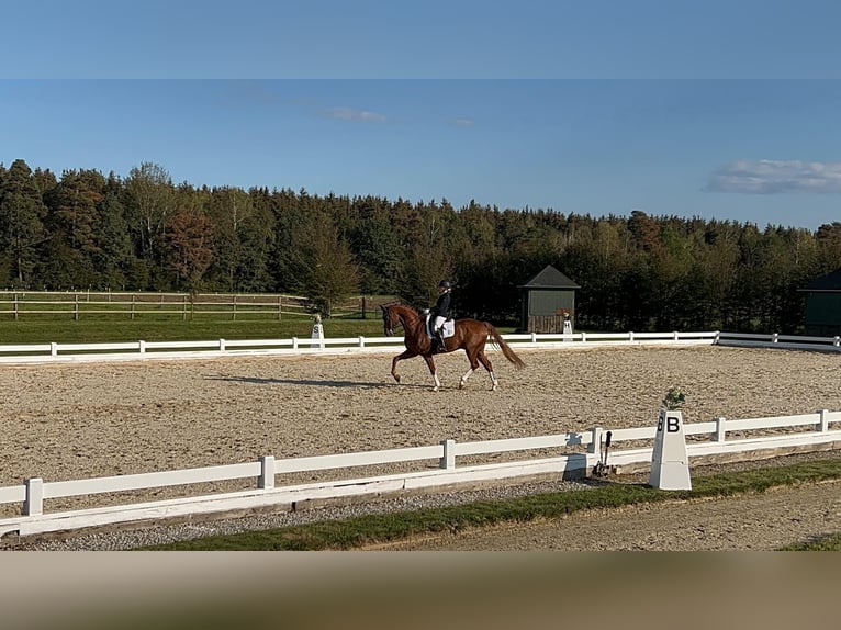 Caballo de deporte alemán Caballo castrado 10 años 174 cm Alazán in Parsdorf