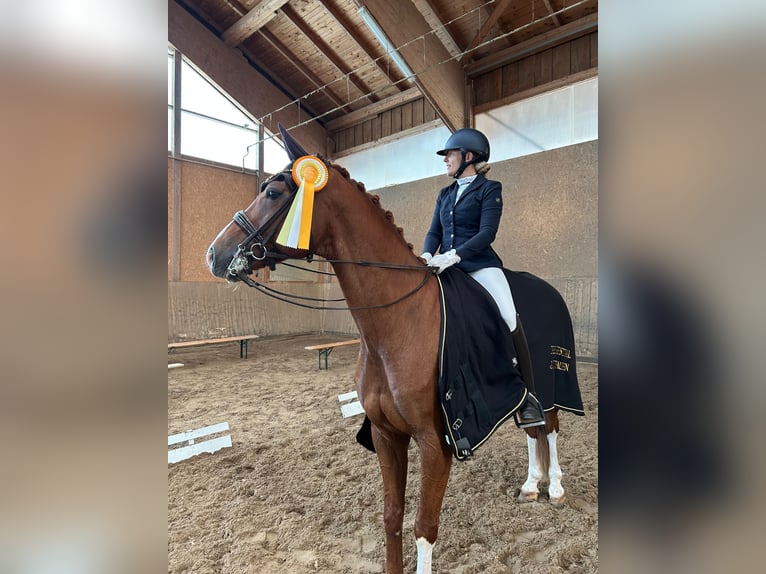 Caballo de deporte alemán Caballo castrado 10 años 174 cm Alazán in Parsdorf