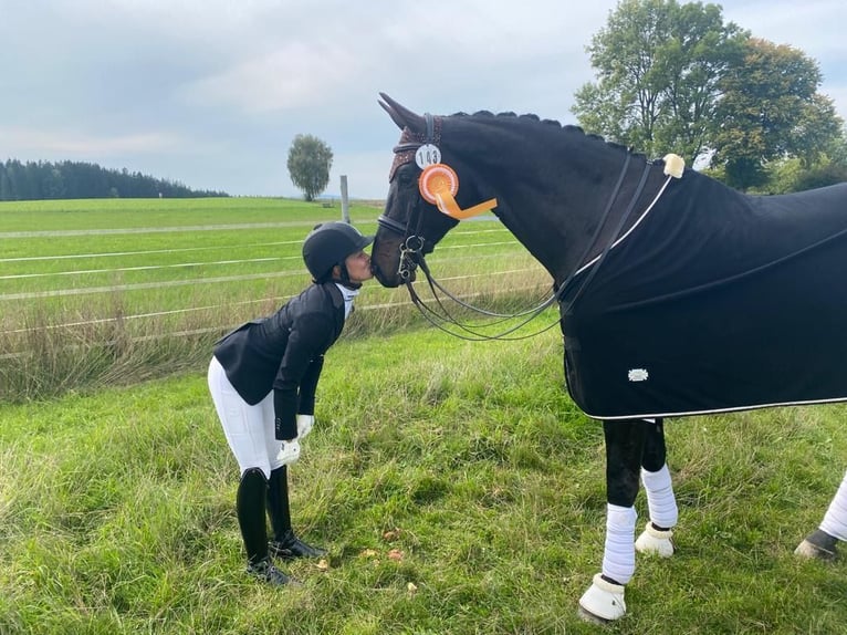 Caballo de deporte alemán Caballo castrado 10 años 174 cm Morcillo in Harsdorf