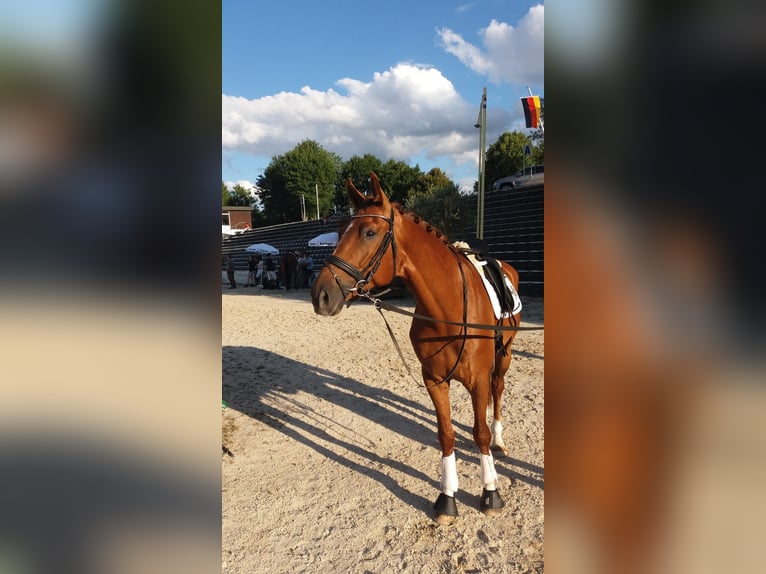 Caballo de deporte alemán Caballo castrado 10 años 175 cm Alazán in Nürtingen