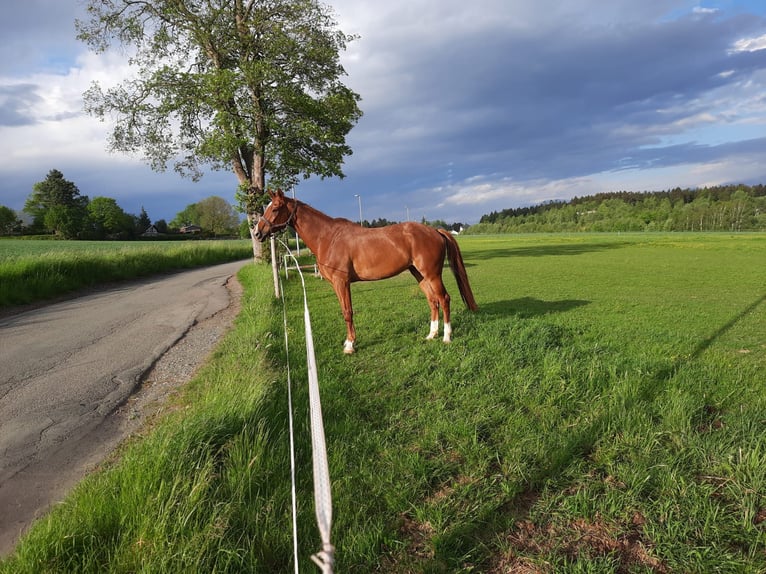 Caballo de deporte alemán Caballo castrado 10 años 175 cm Alazán in Treuen OT Eich