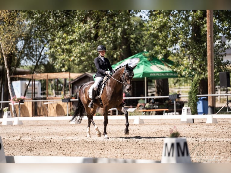 Caballo de deporte alemán Caballo castrado 10 años 175 cm Castaño oscuro in Mannheim